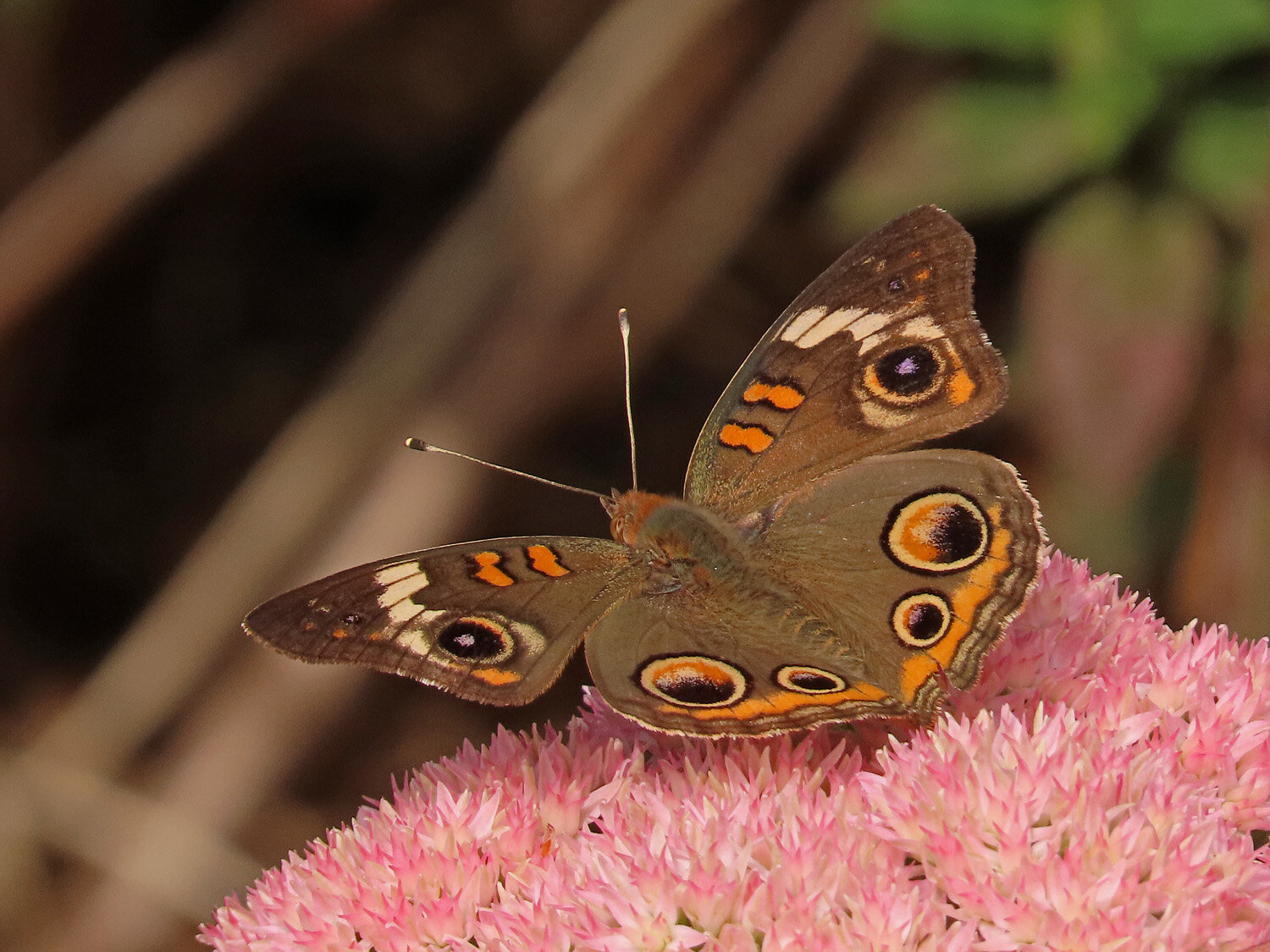 Butterfly buckeye 1500 9-18-2020 GI CP 160P.jpg