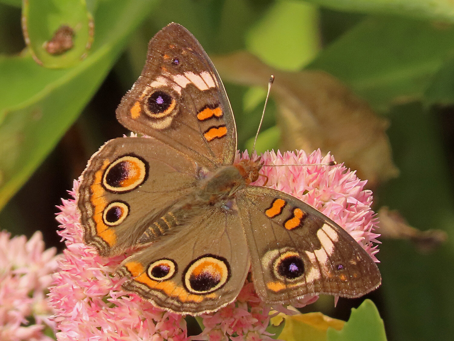 Butterfly buckeye 1500 9-18-2020 GI CP 156P.jpg