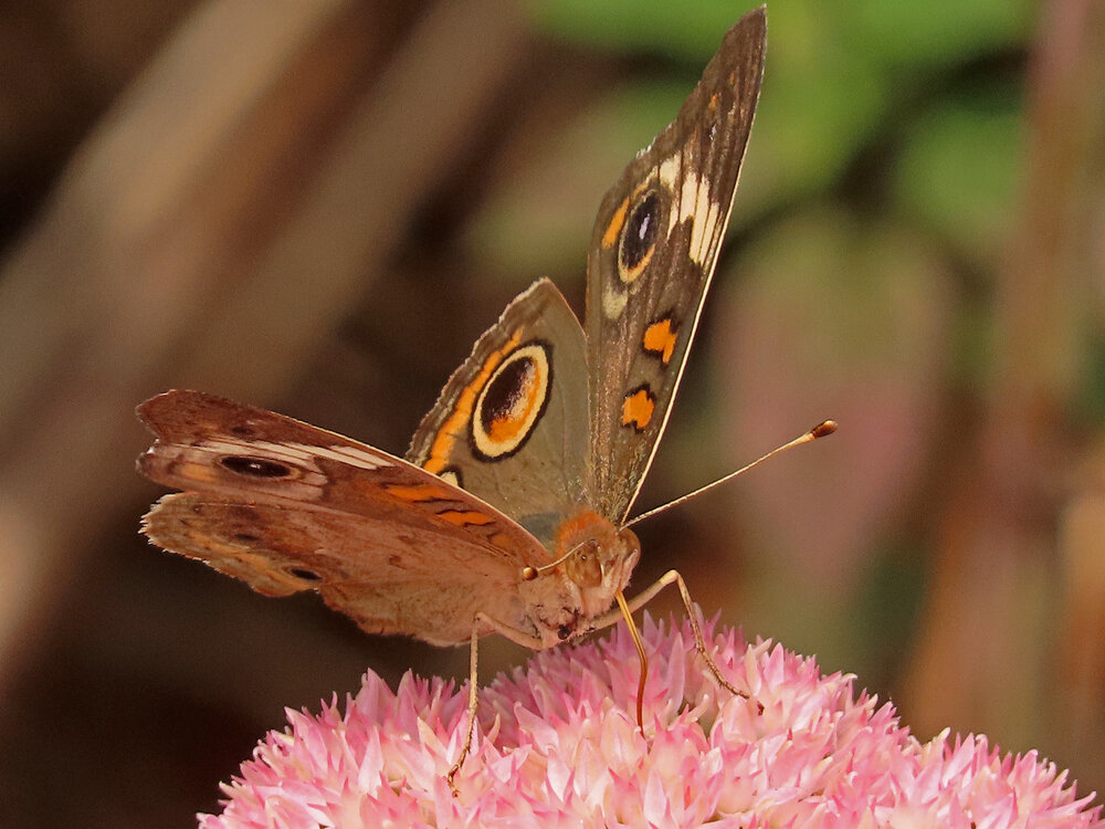 Butterfly buckeye 1500 9-18-2020 GI CP 165P.jpg