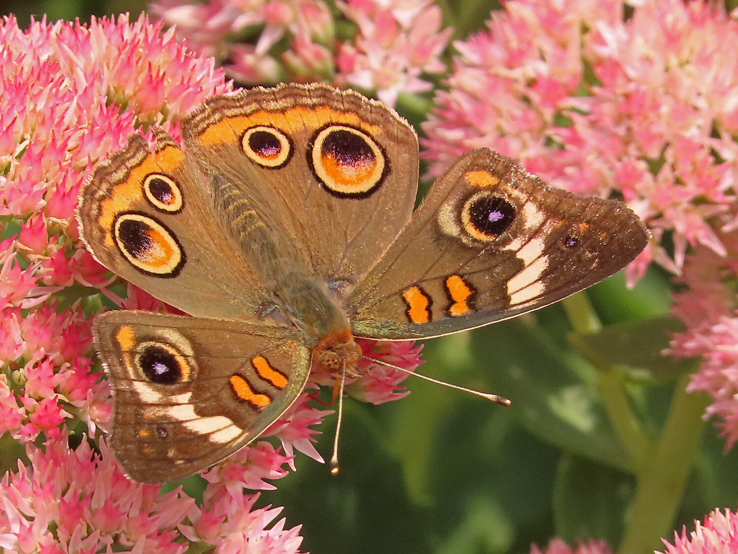 Butterfly buckeye 1500 9-18-2020 GI CP 176P.jpg