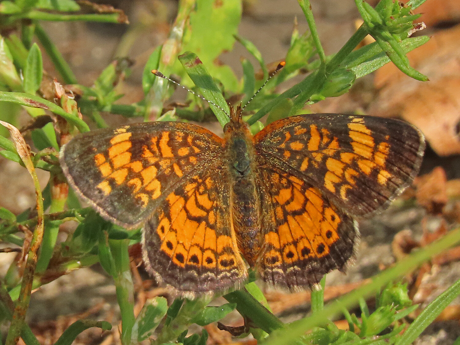 Butterfly pearl crescent 1500 9-18-2020 GI CP 215P.jpg