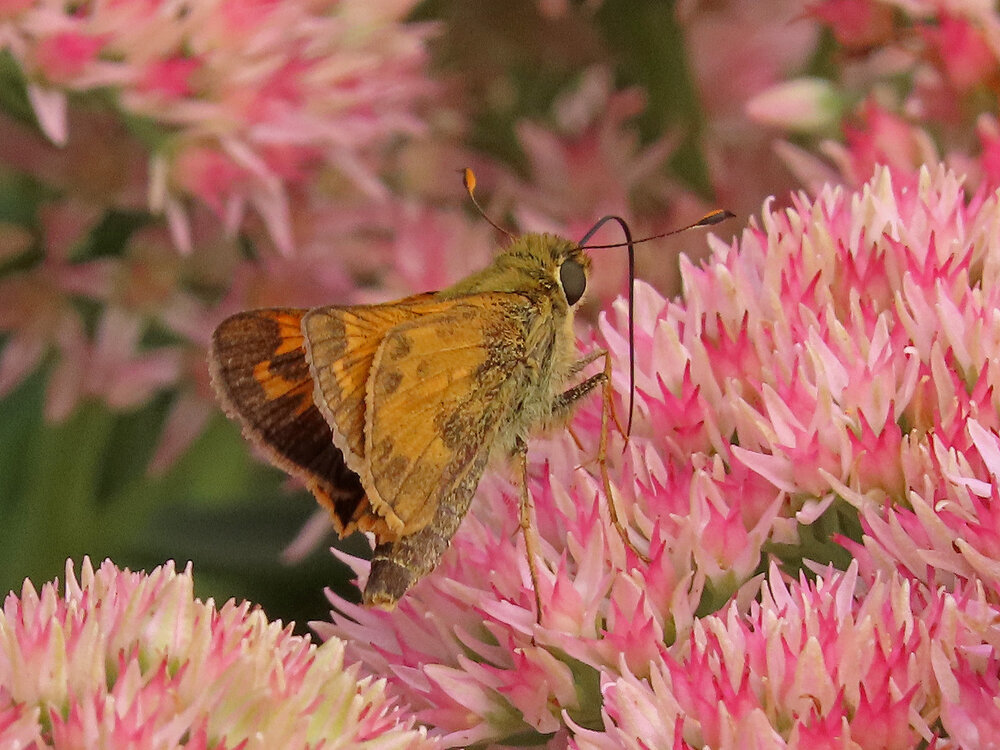 Butterfly skipper 1500 -18-2020 GI CP 200P.jpg