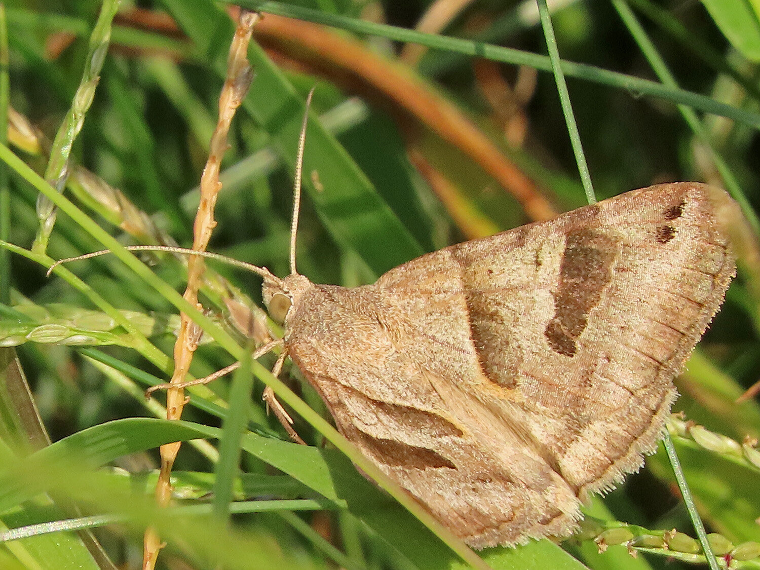 Butterfly 1500 9-18-2020 GI CP 225P.jpg