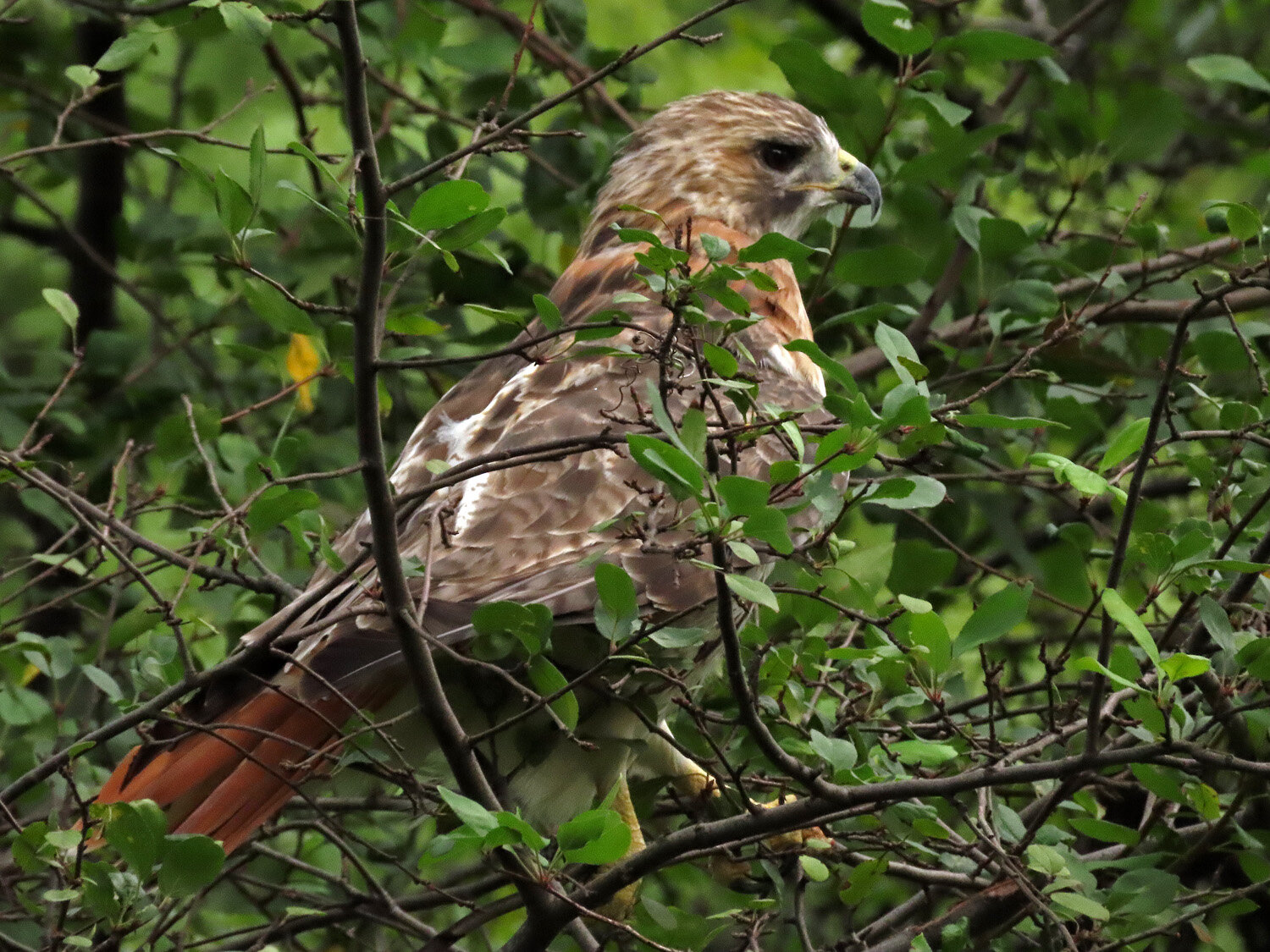 Pale Male 1500 8-28-2020 142P.jpg