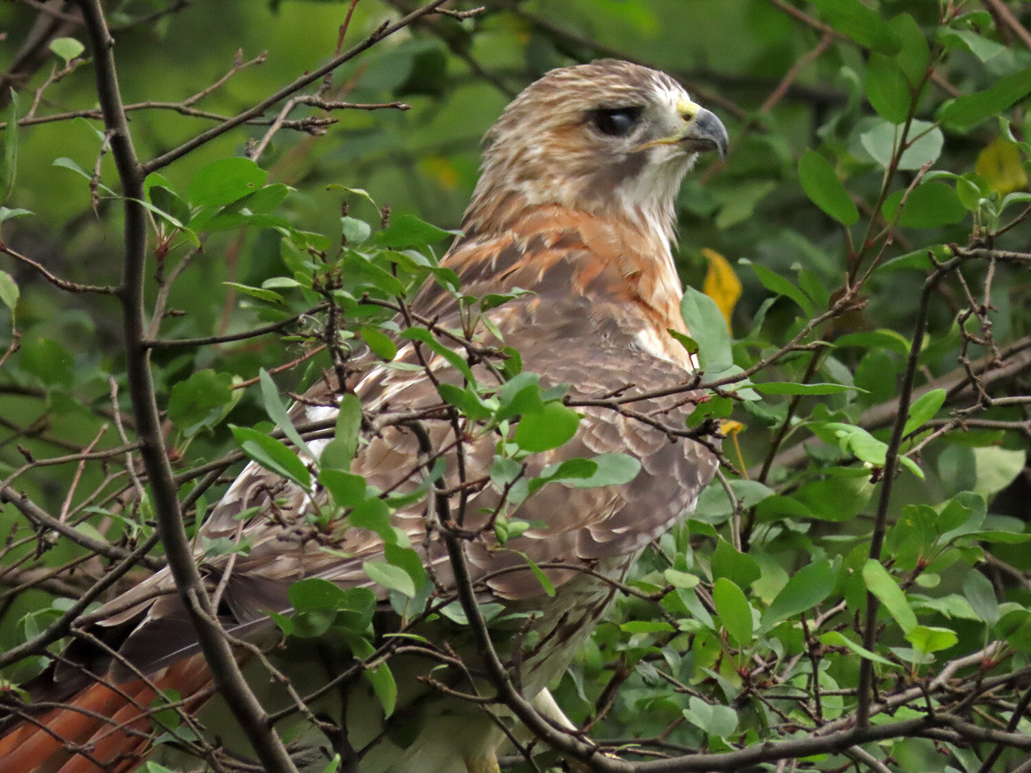 Pale Male 1500 8-28-2020 143P.jpg