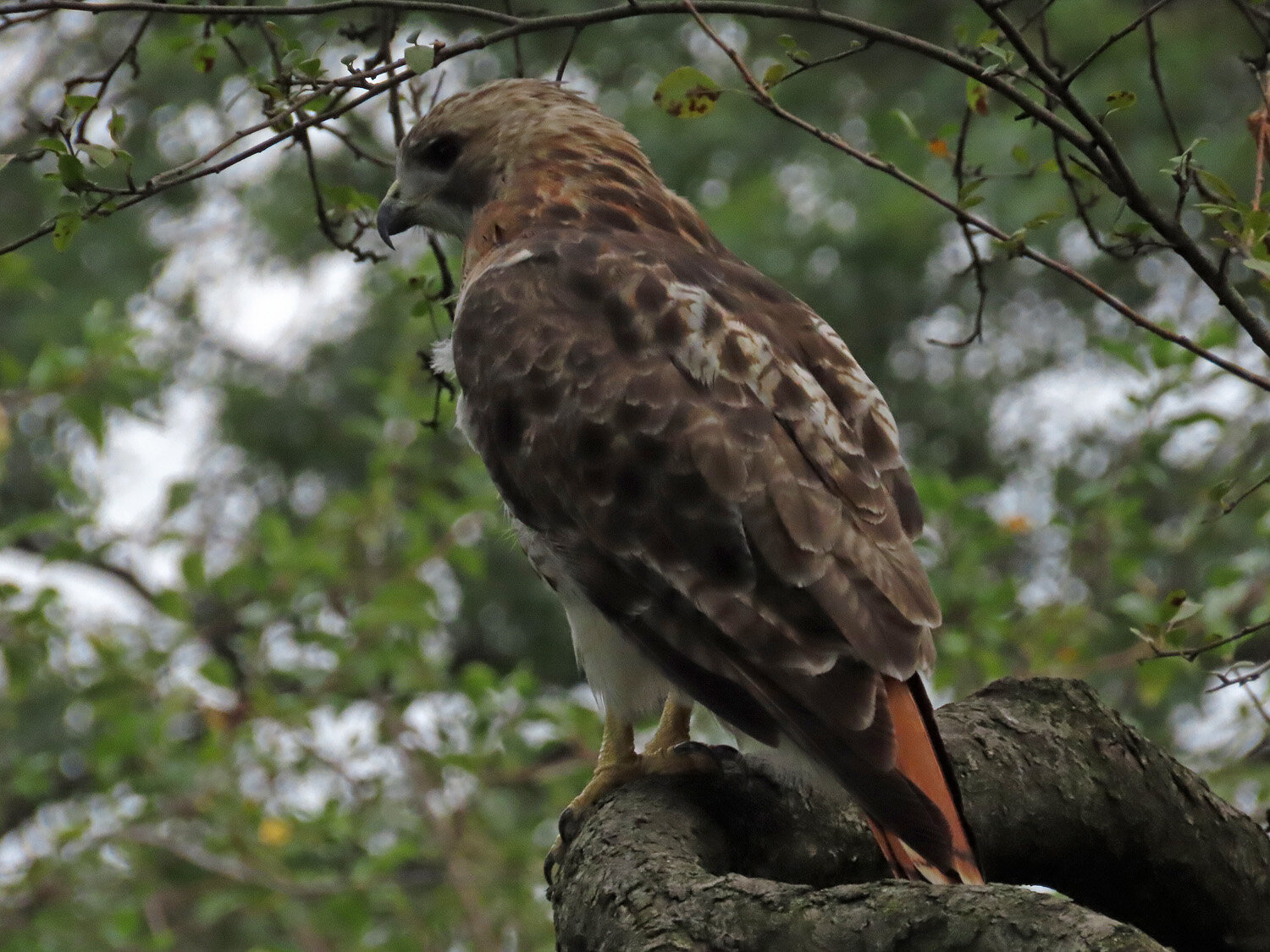 Pale Male 1500 8-28-2020 151P.jpg