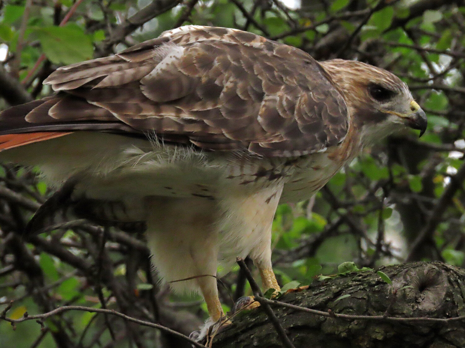 Pale Male 1500 8-28-2020 167P.jpg