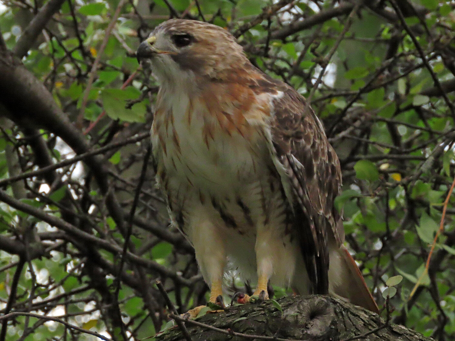 Pale Male 1500 8-28-2020 174P.jpg