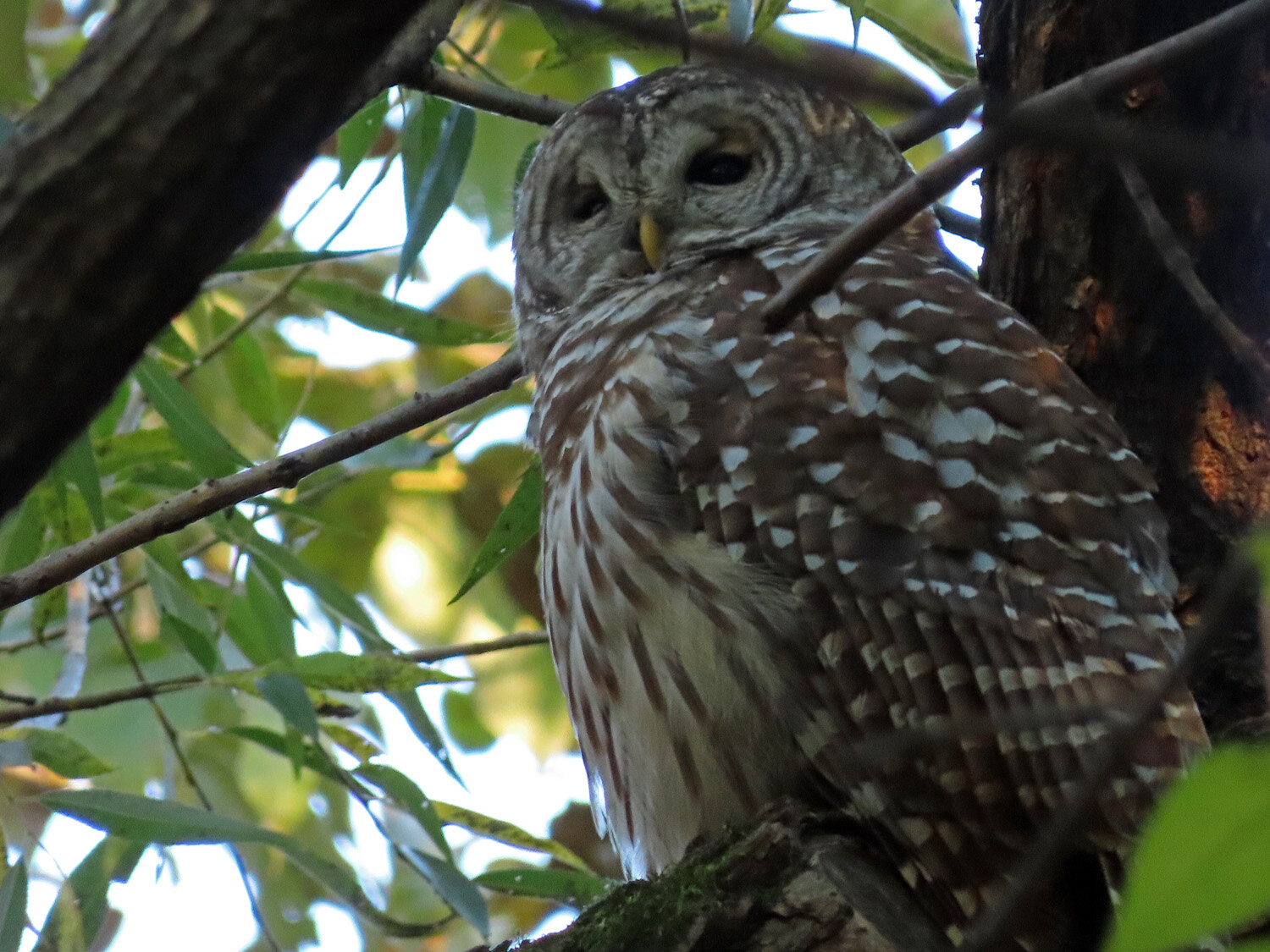 Barred Owl 1500 10-9-2020 127P.jpg