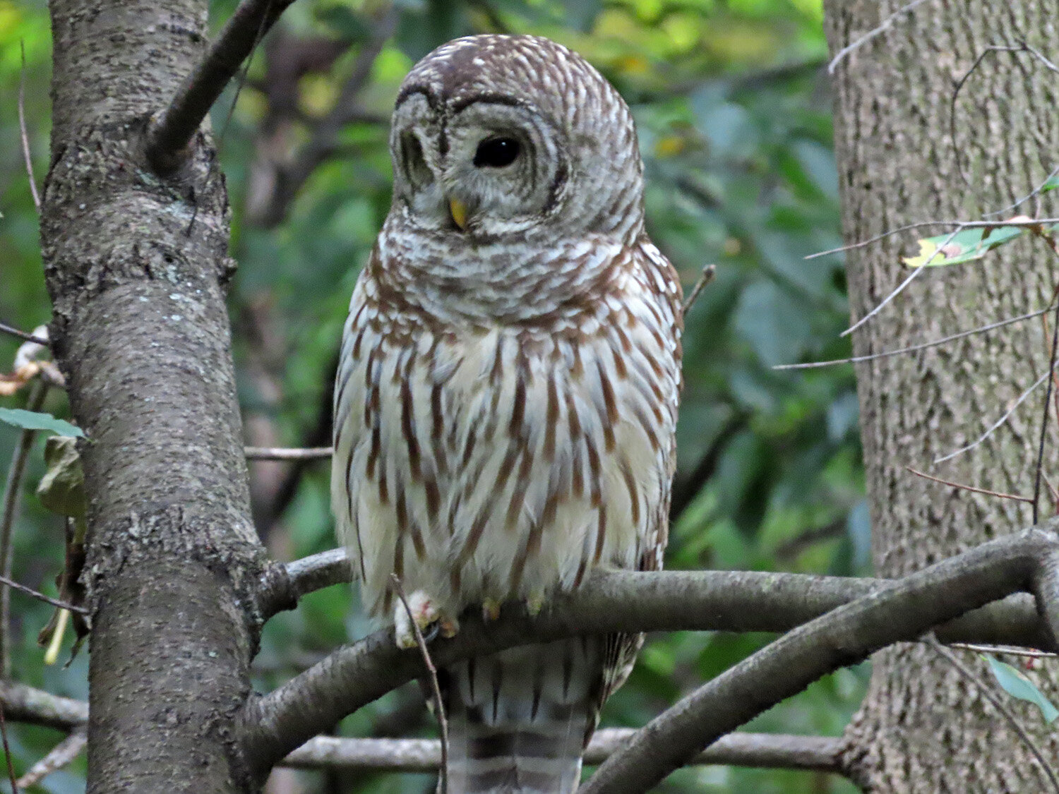 Barred Owl 1500 10-11-2020 187P.jpg