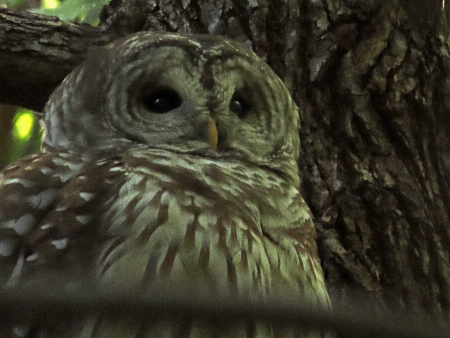 Barred Owl 1500 10-15-2020 044P.jpg