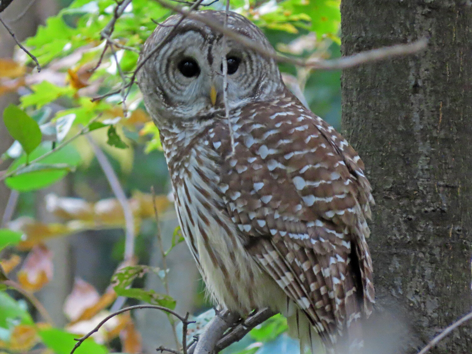 Barred Owl 1500 10-21-2020 061P.jpg