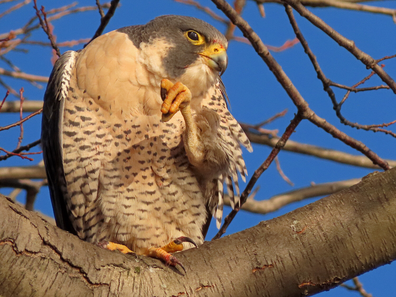 Peregrine 1500 1-7-2021 RI CP 168P.jpg