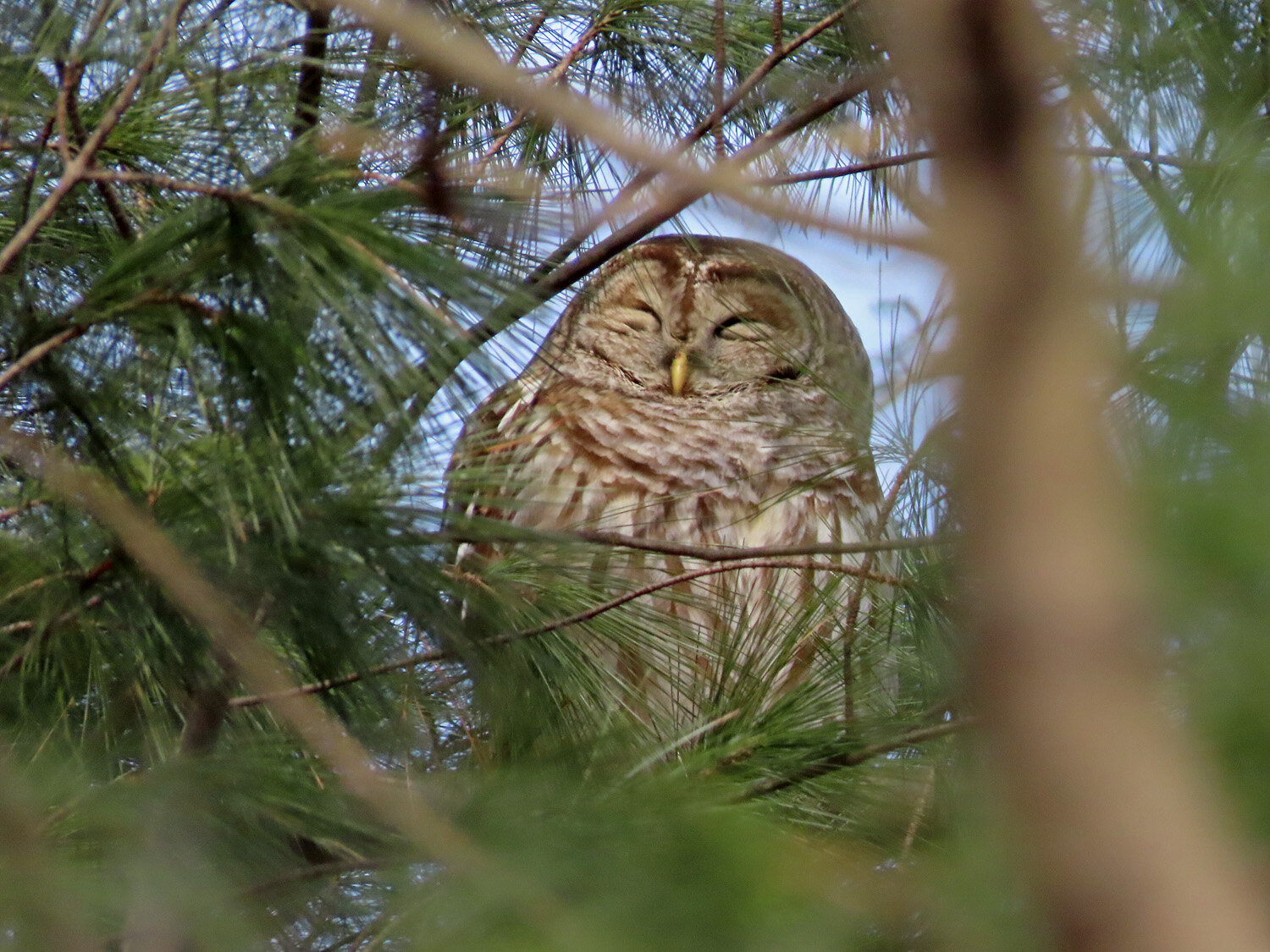 Barred Owl 1500 1-25-2021B IHP 073P.jpg