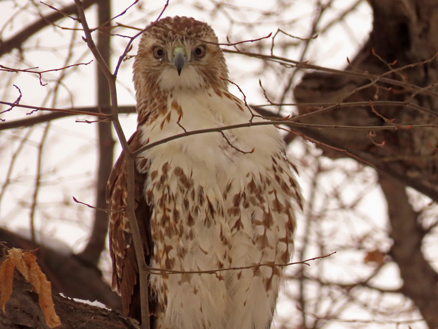 Red-tailed Hawk 1500 2-9-2021 265P.jpg