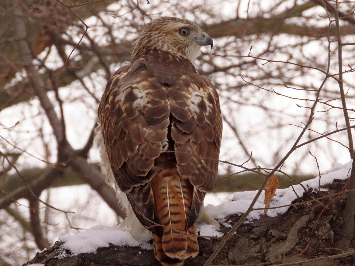 Red-tailed Hawk 1500 2-9-2021 246P.jpg