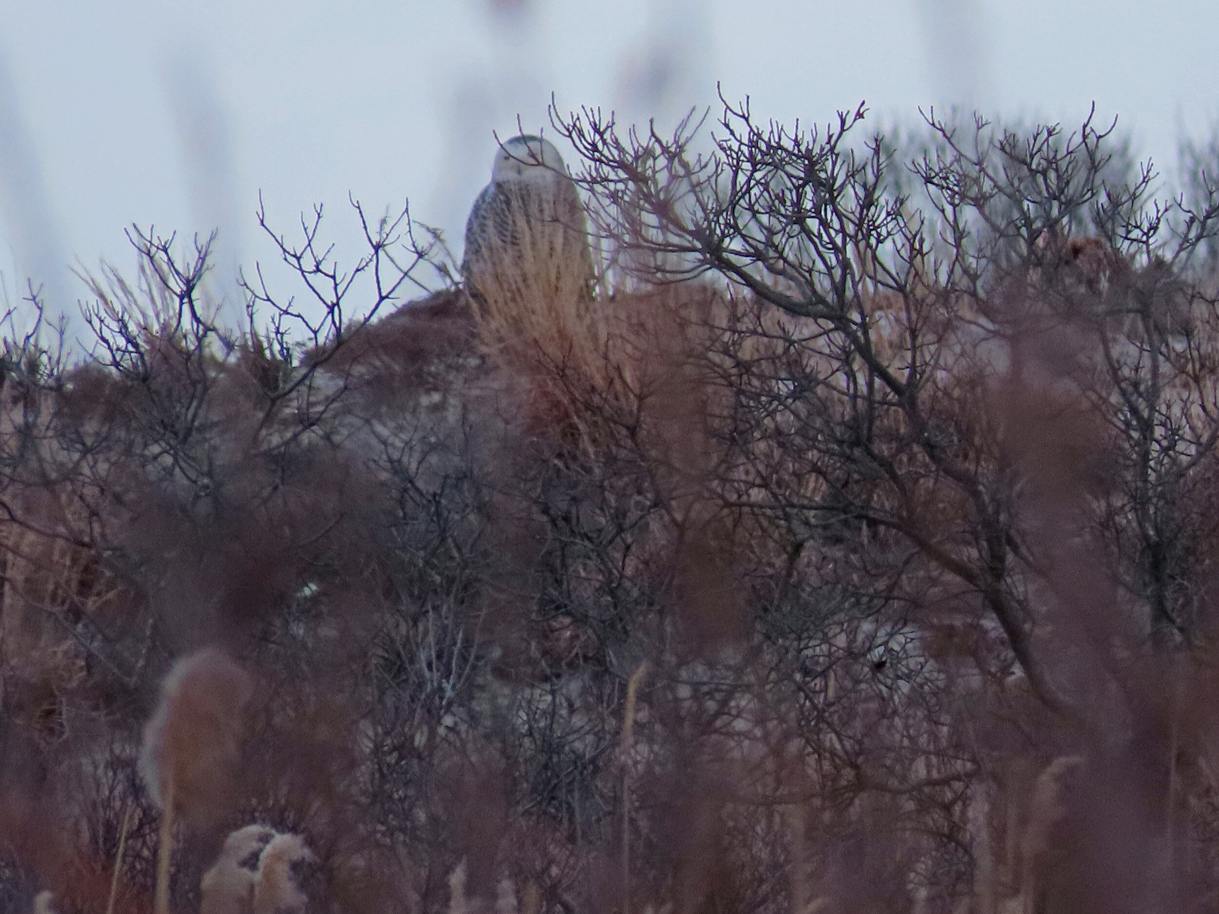 1-17-2021 CP JonesB 066P.jpg
