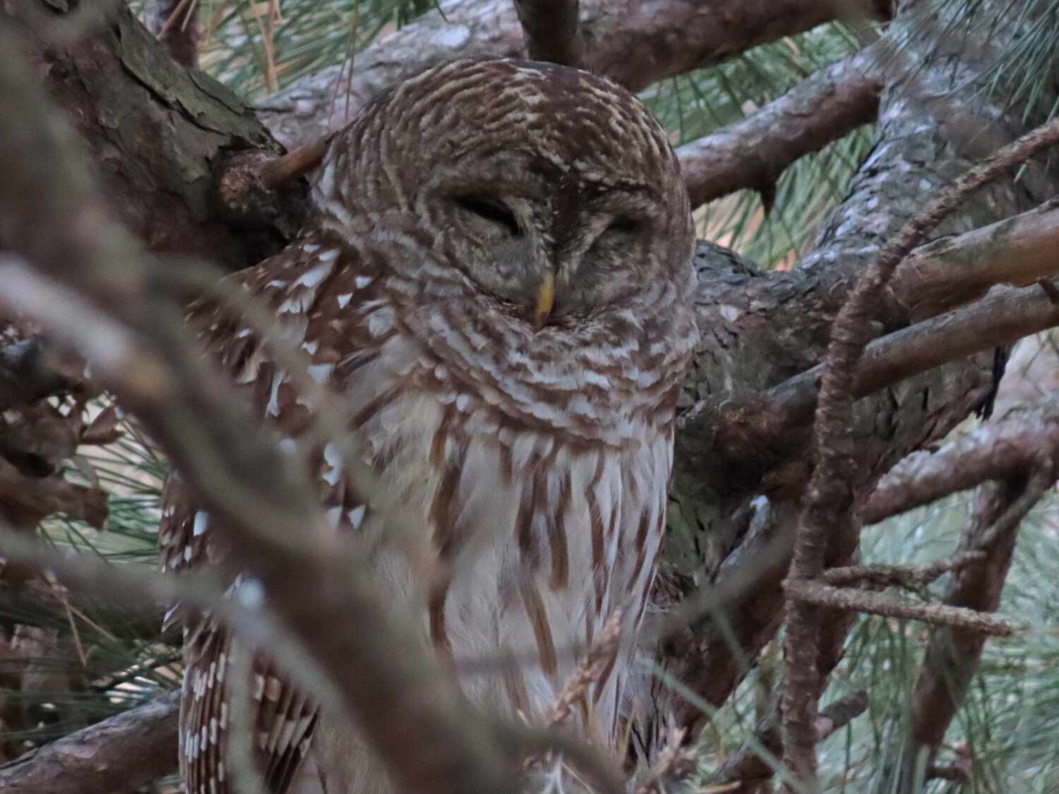 Barred Owl 1500 1-17-2021 CP JonesB 034P.jpg