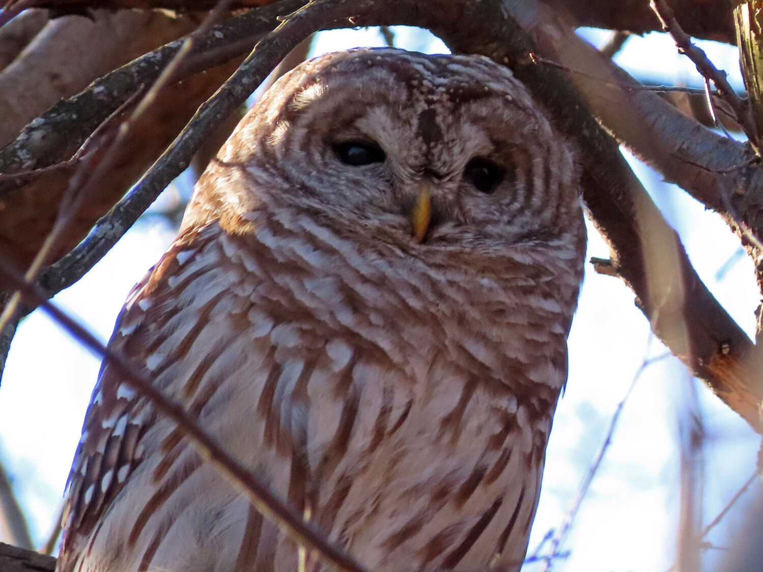 Barred Owl 1500 1-29-2021 043P.jpg