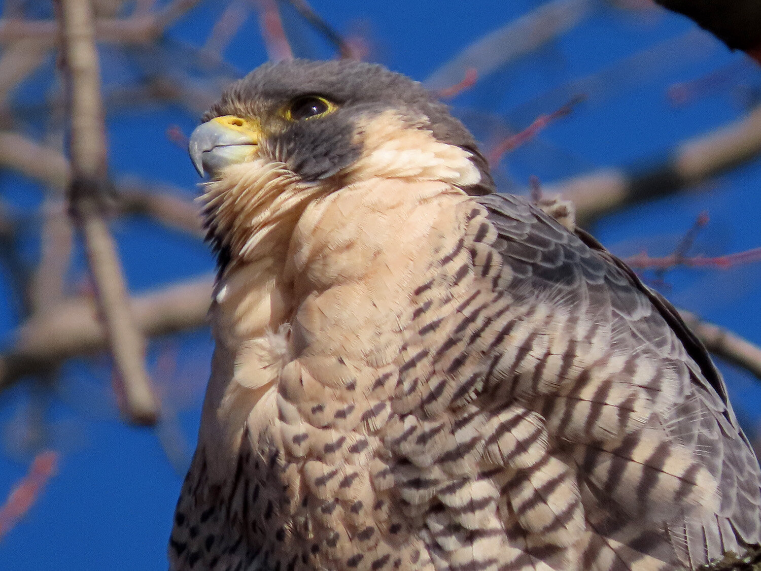 Peregrine Falcon 1500 1-30-2021 063P.jpg