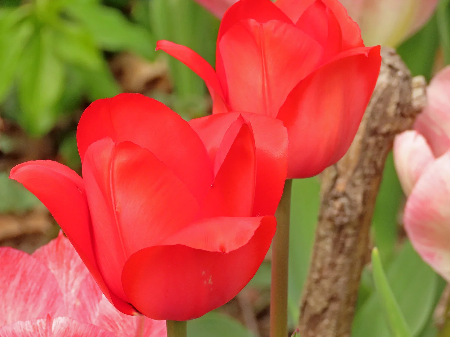 Tulip 1500 4-14-2021 002P.jpg