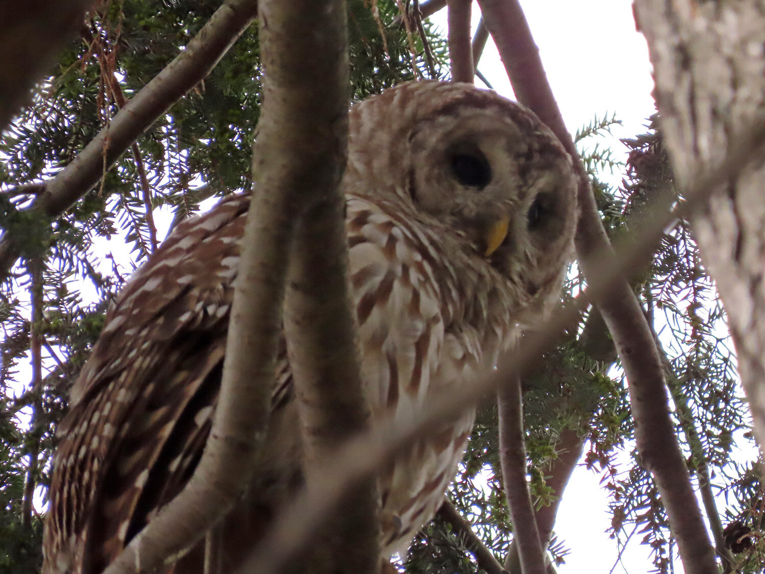 Barred Owl 1500 4-14-2021 145P.jpg