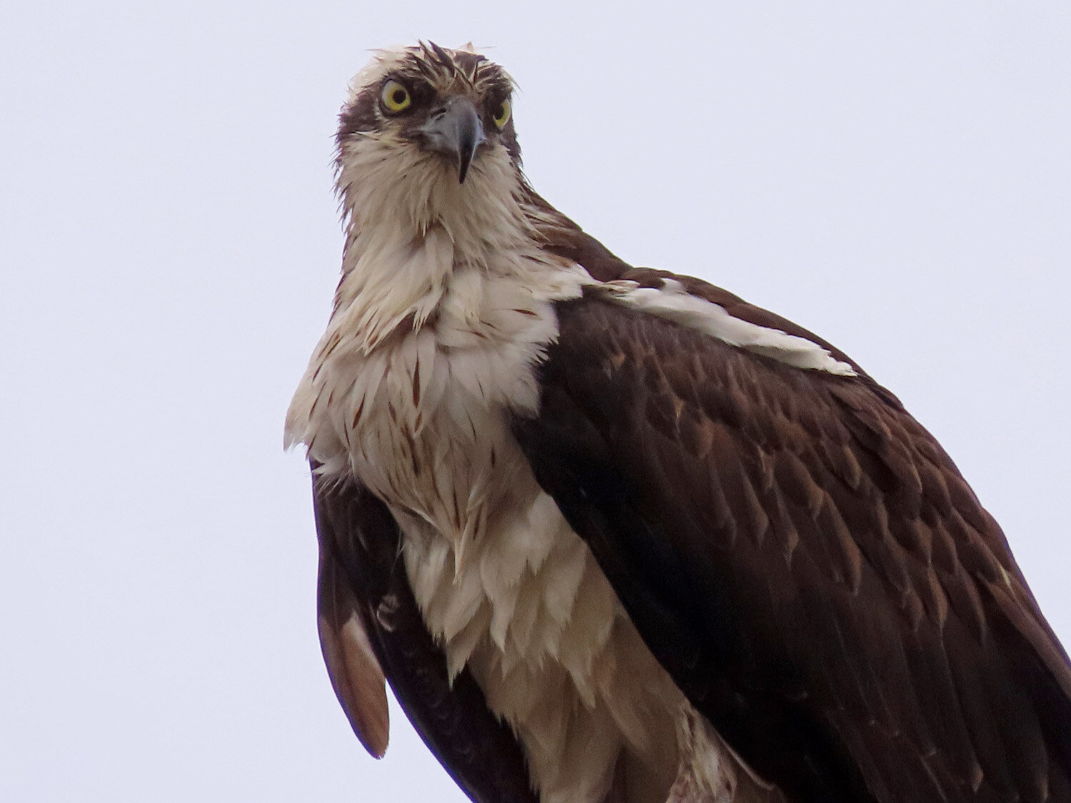 Osprey 1500 3-25-2021 JB 166P.jpg