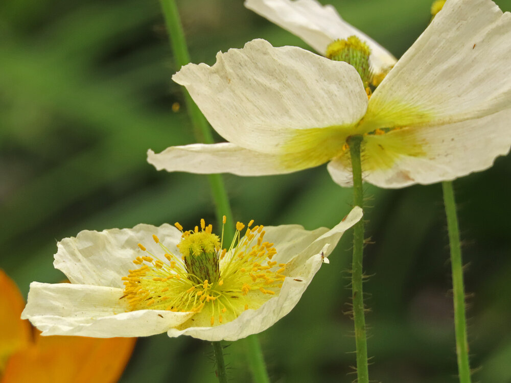 Flowers 1500 4-22-2021 NYBG 118P.jpg