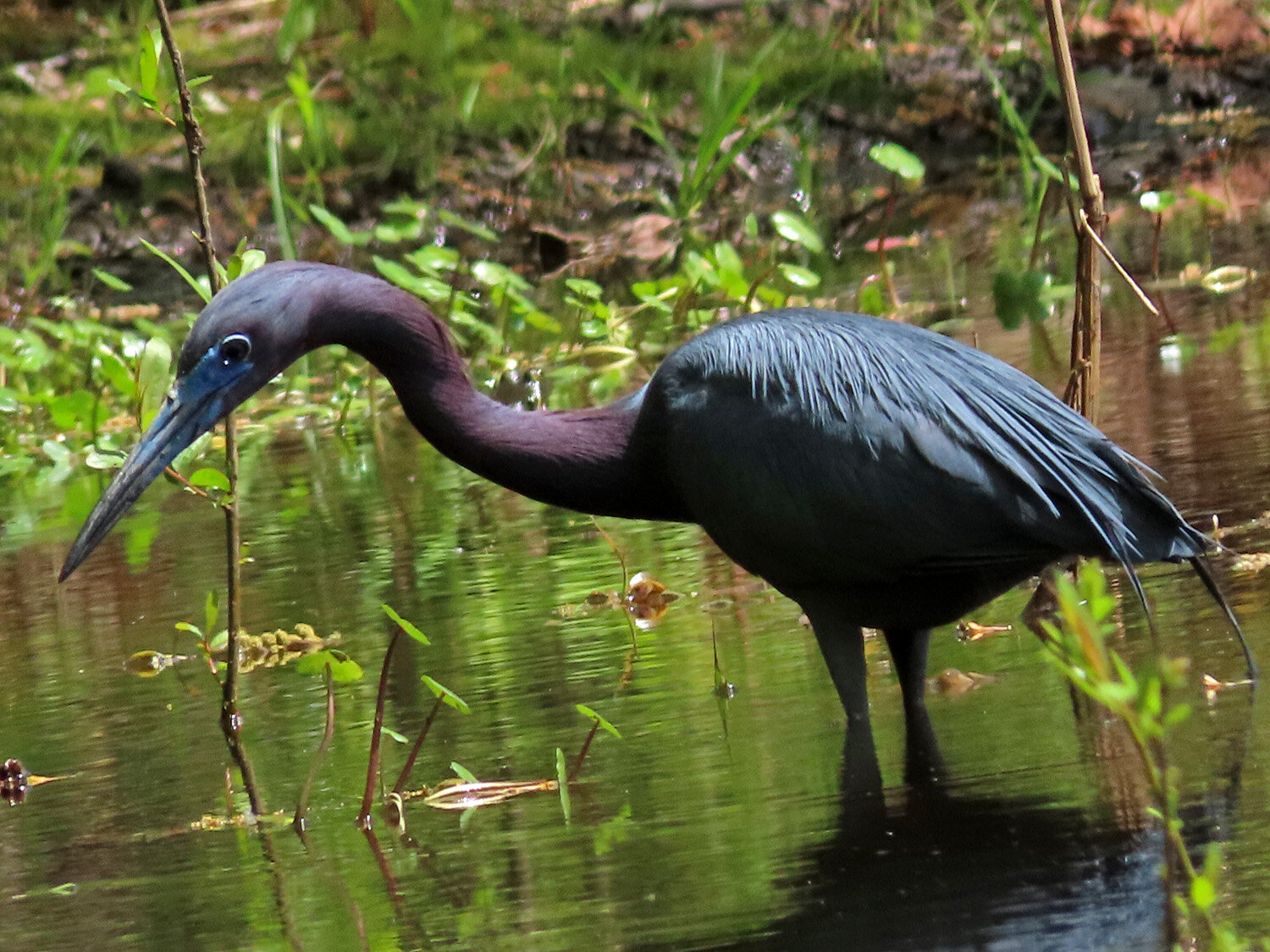 Little Blue Heron 1500 5-6-2021 SI 052P.jpg