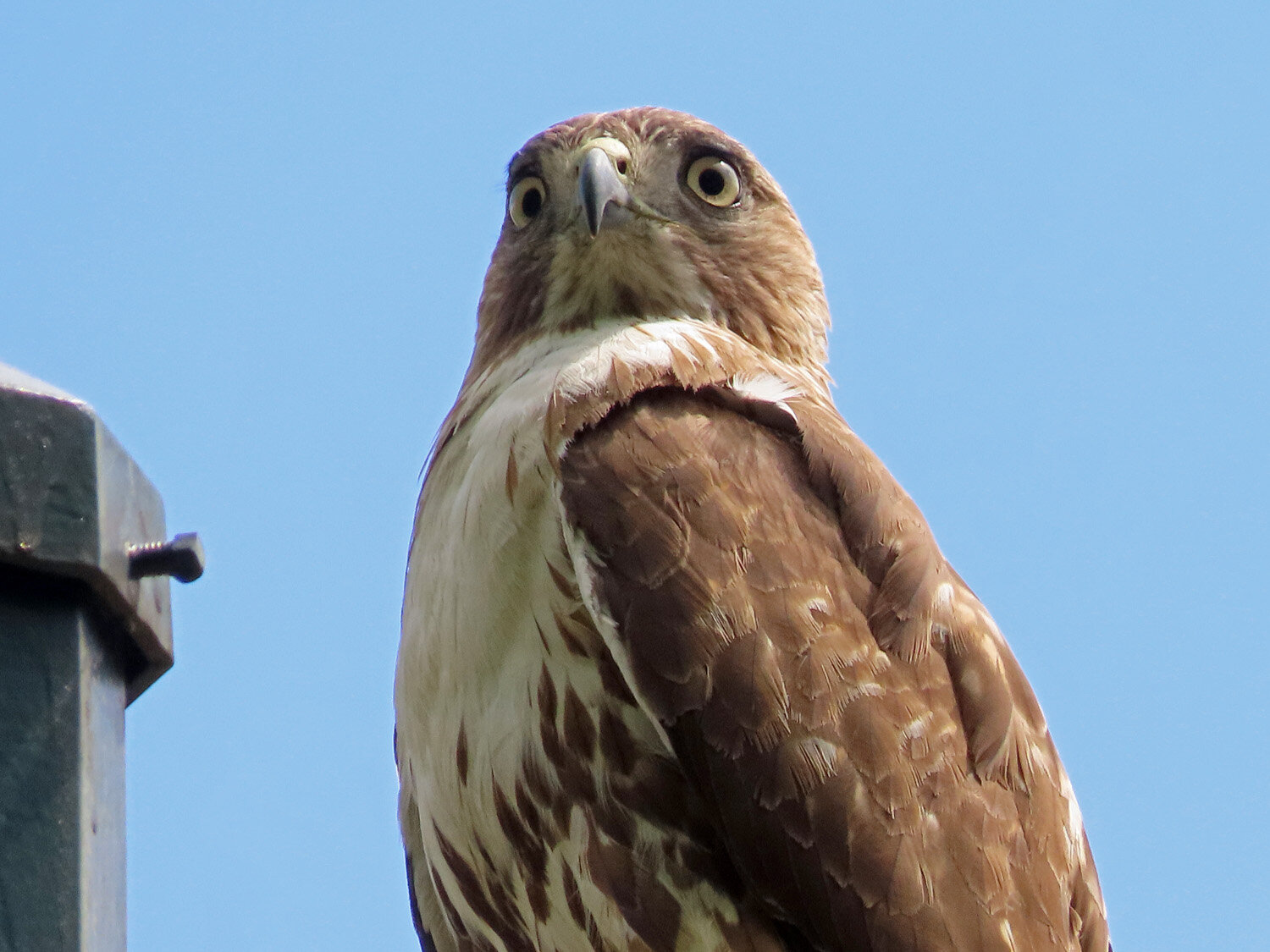 Red-tailed hawk 1500 5-4-2021 168P.jpg