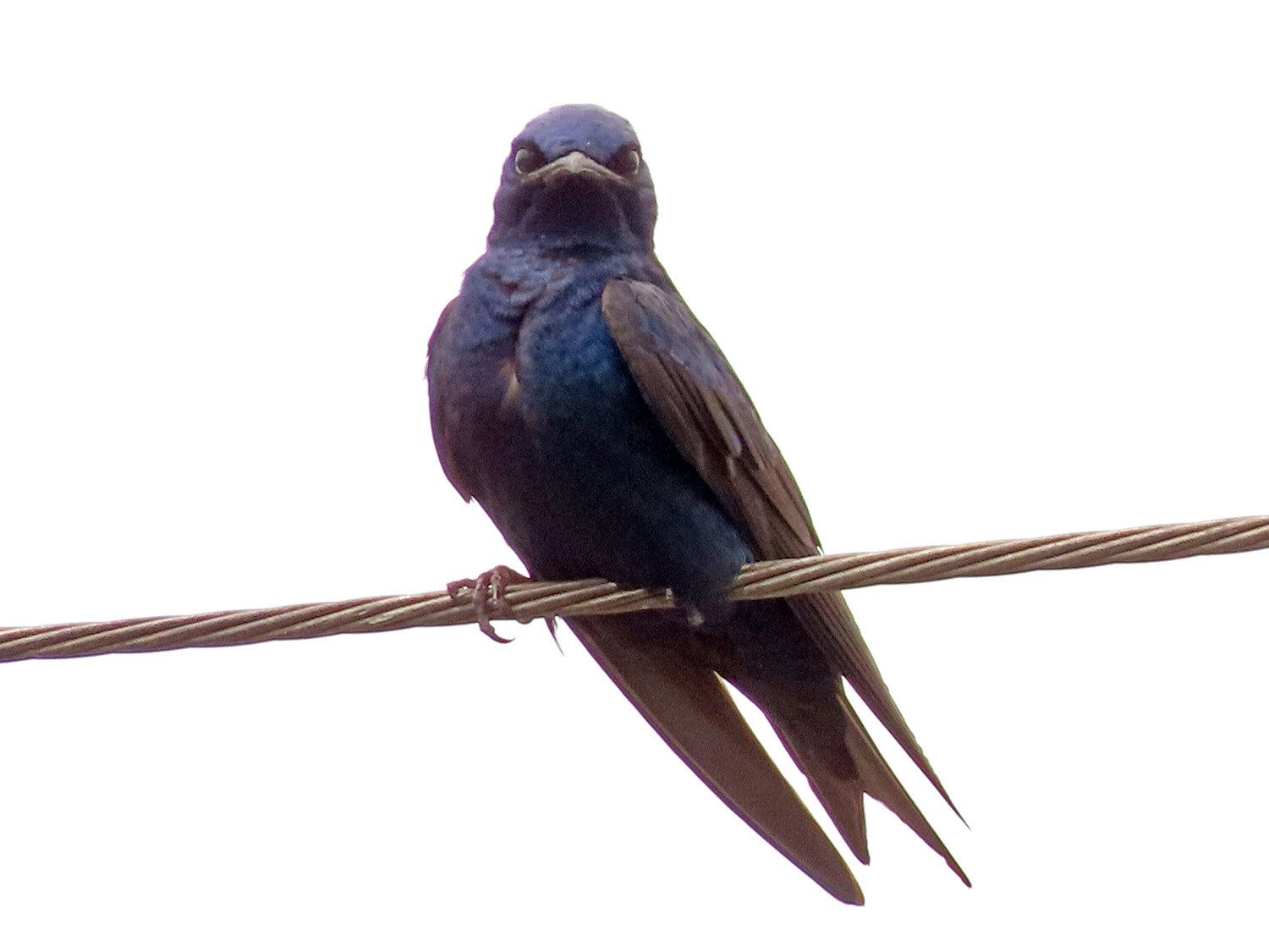 Purple Martin 1500 6-1-2021 SI 008P.jpg