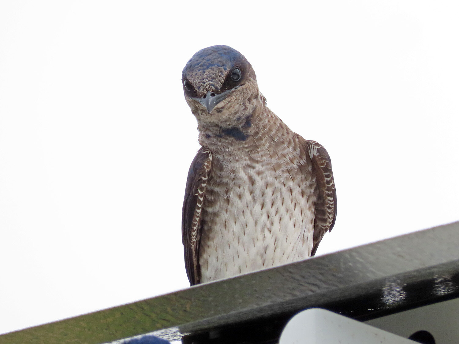 Purple Martin 1500 6-1-2021 SI 060P.jpg