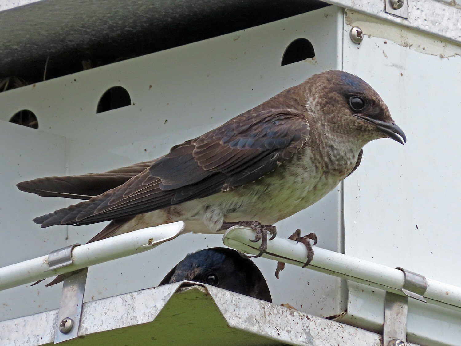 Purple Martin 1500 6-1-2021 SI 070P.jpg