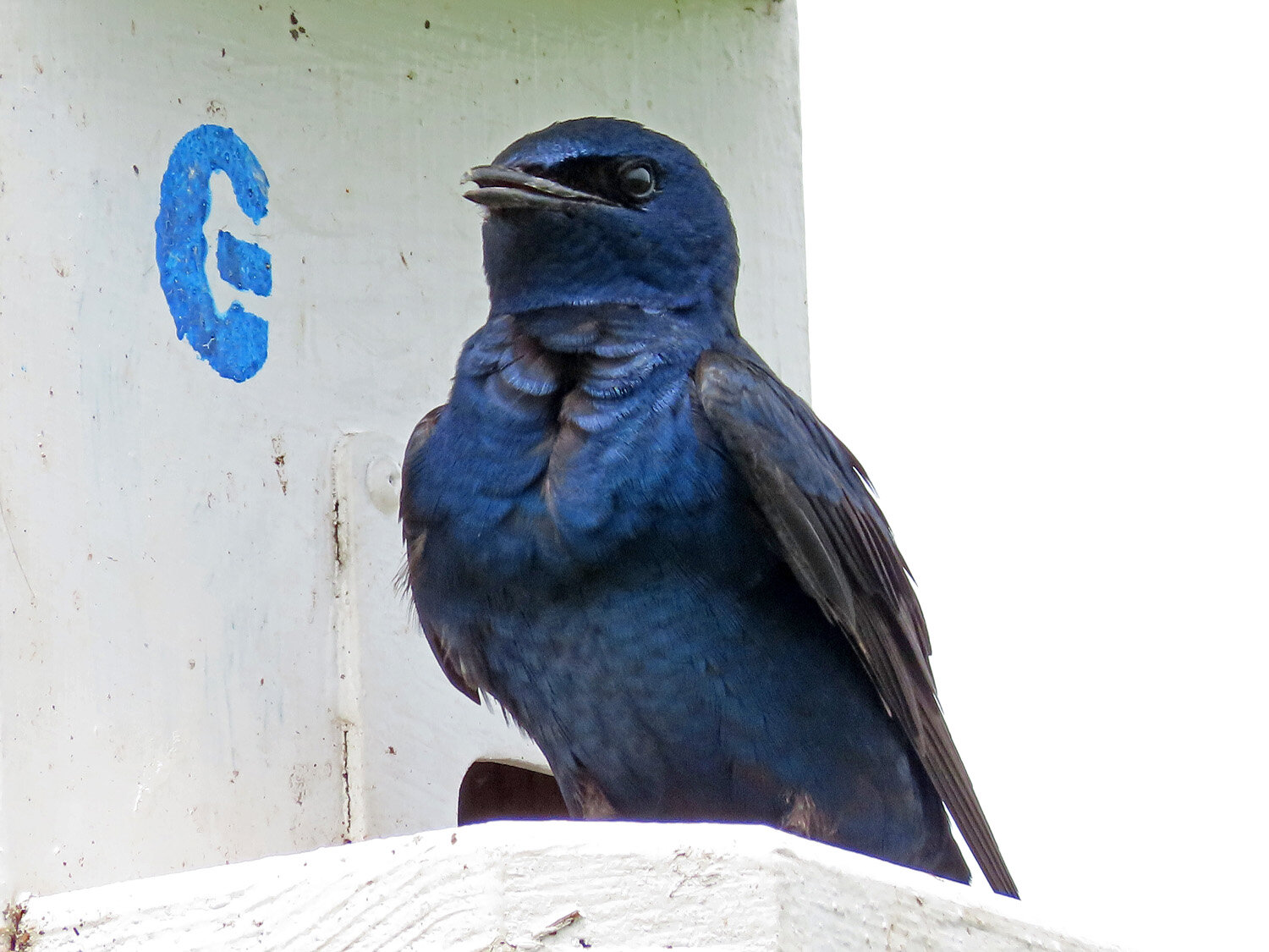 Purple Martin 1500 6-1-2021 SI 096P.jpg