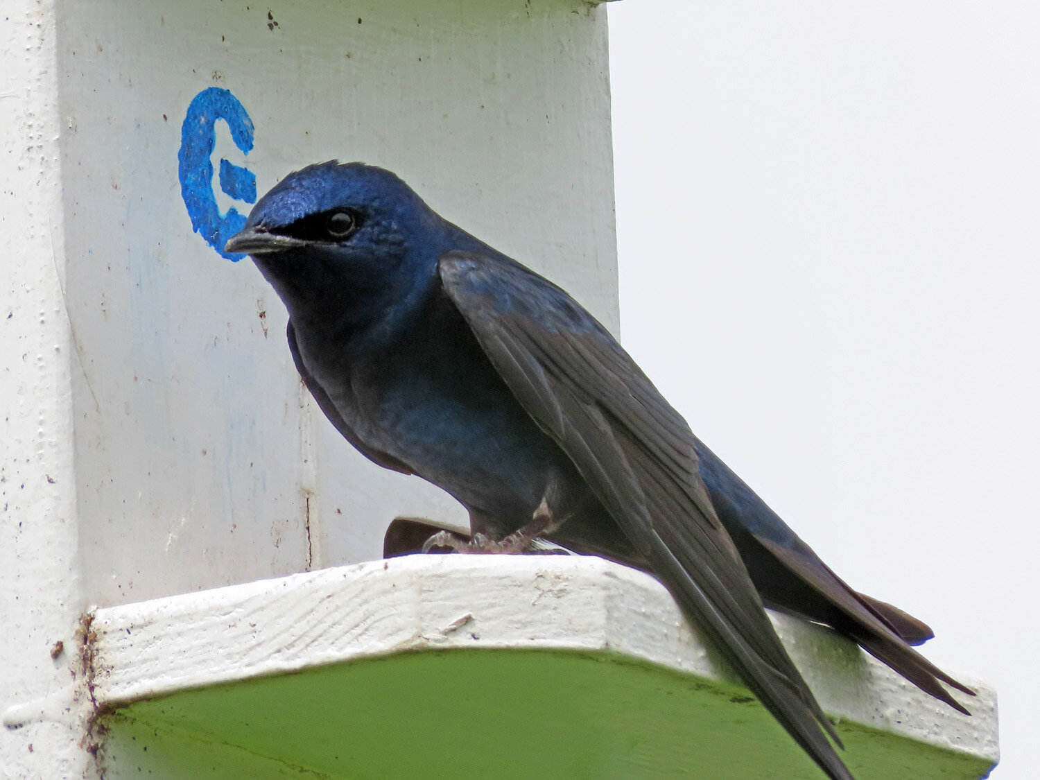 Purple Martin 1500 6-1-2021 SI 100P.jpg