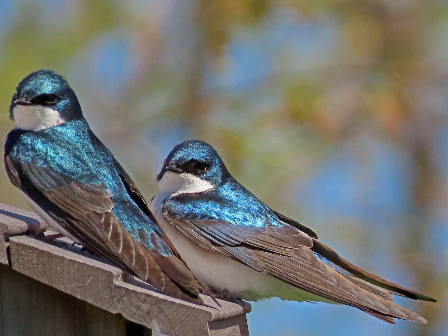 Tree Swallow 1500 5-1-2021 GI CP 039P.jpg