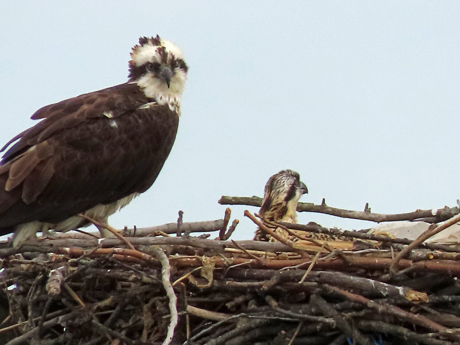 Osprey 1500 6-13-2021 MP 167P.jpg