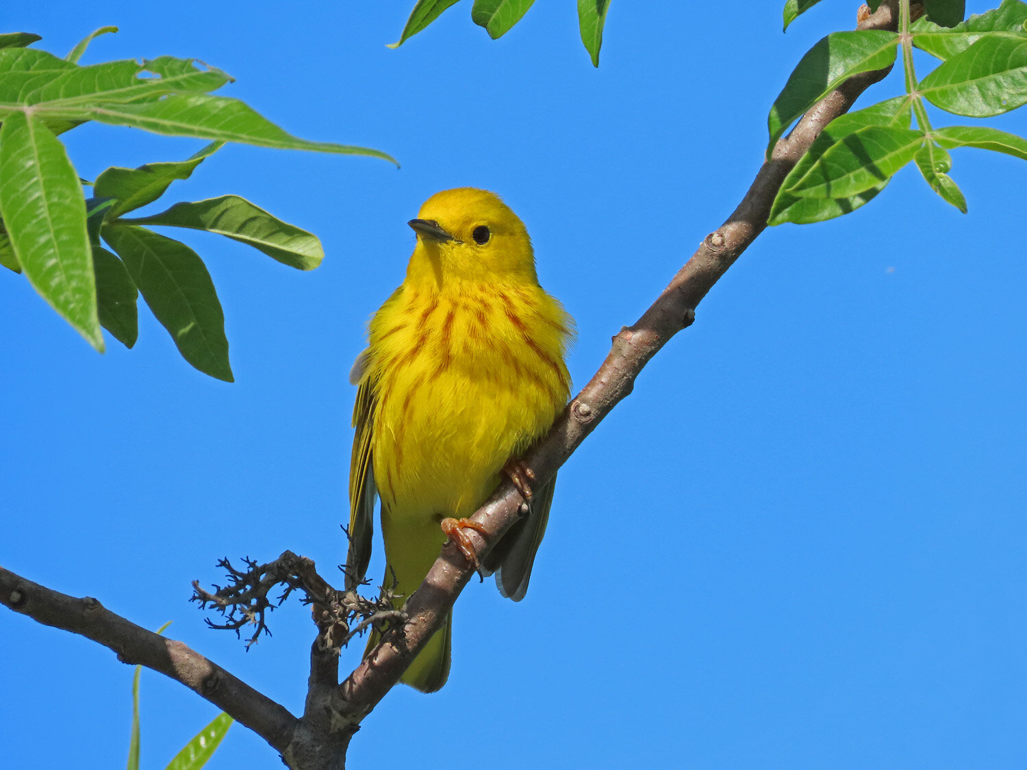 Yellow Warbler 1500 5-31-2021 JB 157P.jpg