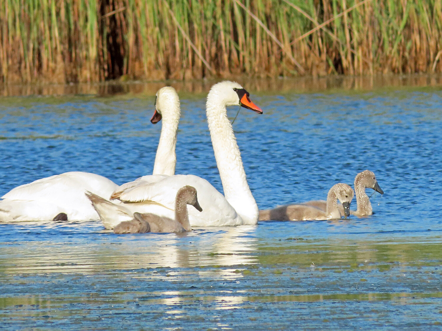 Swans 1500 5-31-2021 JB 246P.jpg