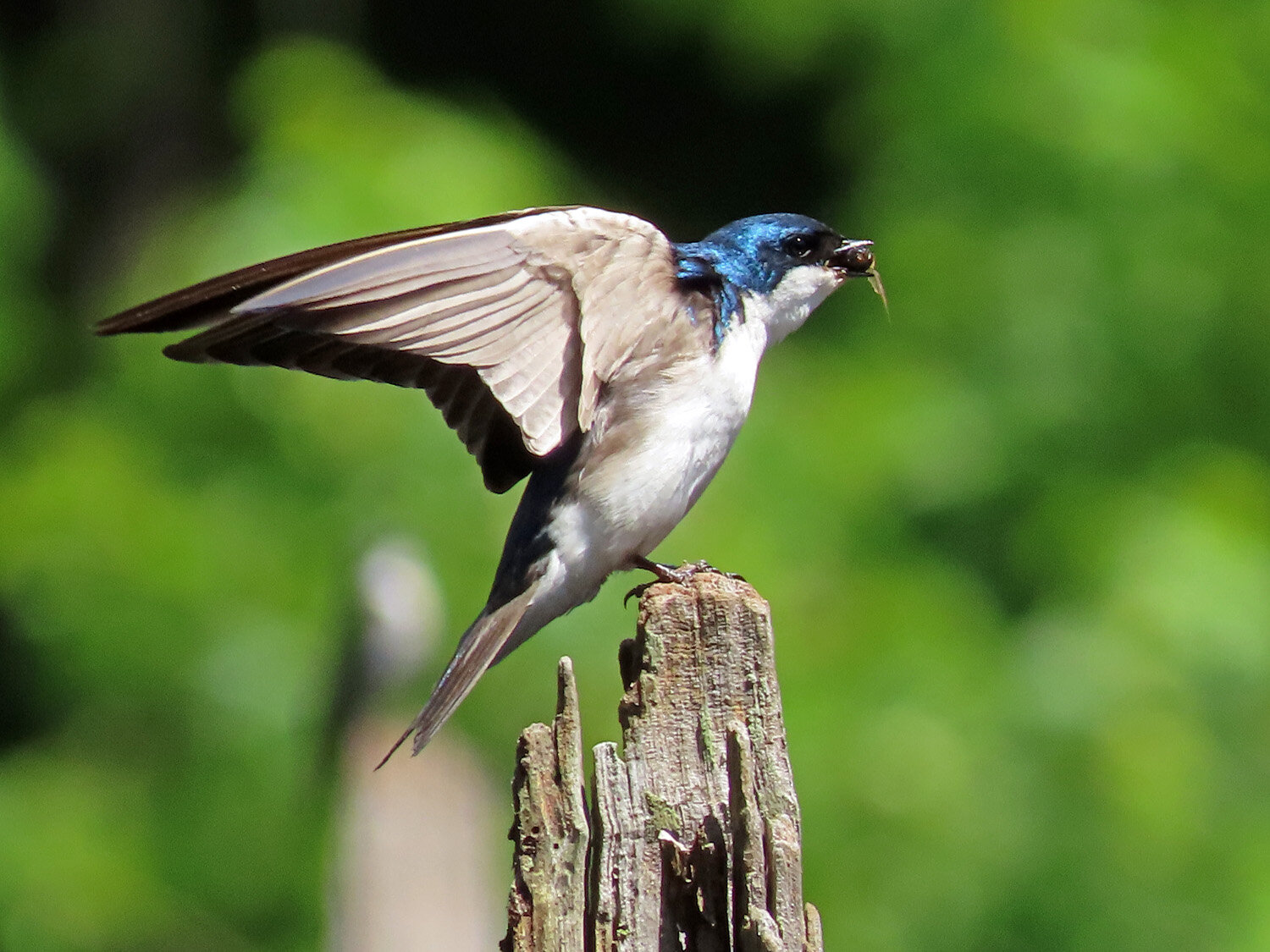 Tree swallow 1500 6-15-2021 SI 039P.jpg