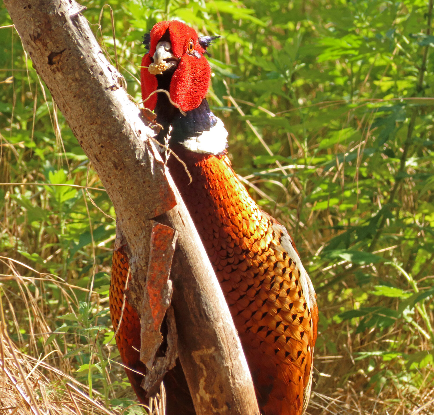 The first ring-necked pheasants introduced into the United States arrive at  Port Townsend on March 13, 1881. 