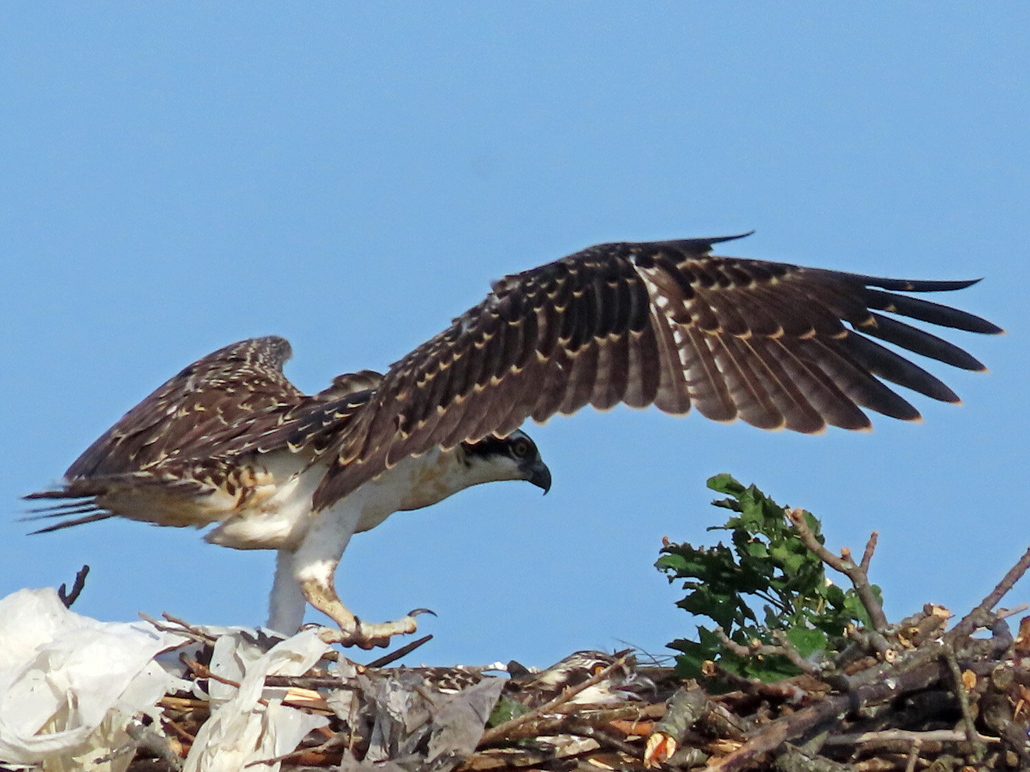 Osprey 1500 6-27-2021 MP 244P.jpg