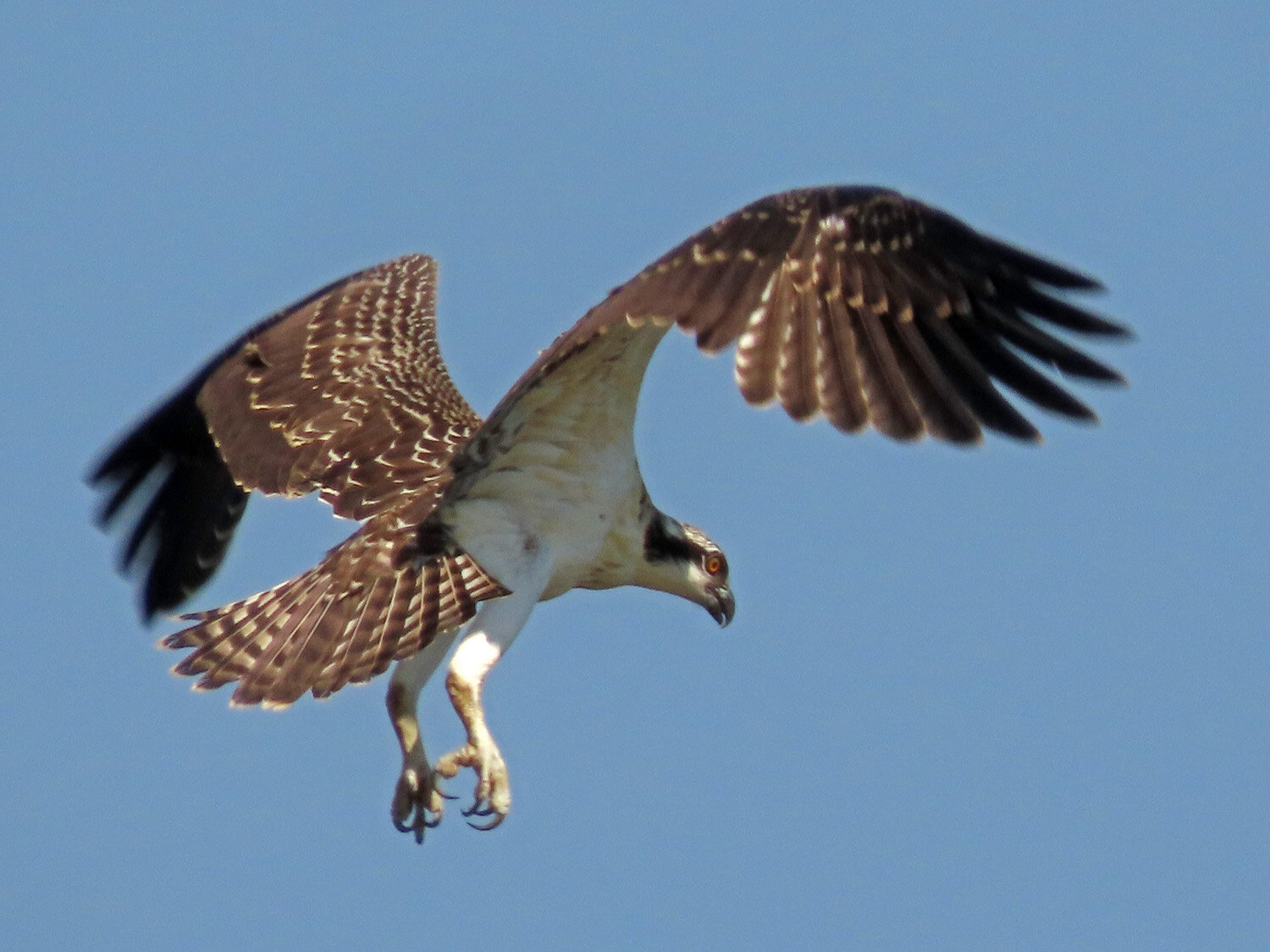 Ospreys 1500 7-4-2021 MP 076P.jpg