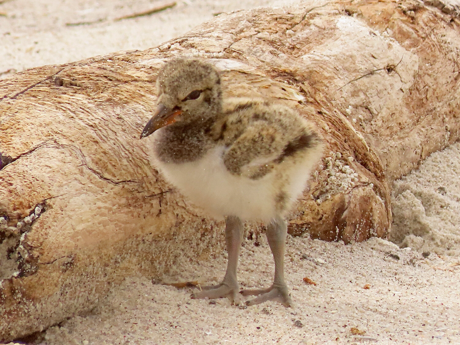 Oystercatcher 1500 7-2-2021 Lido NB 598P.jpg