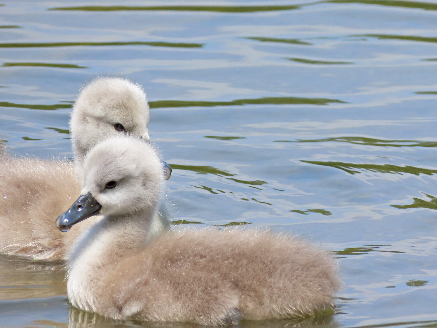 Swans 1500 6-10-2021 PP 033P.jpg