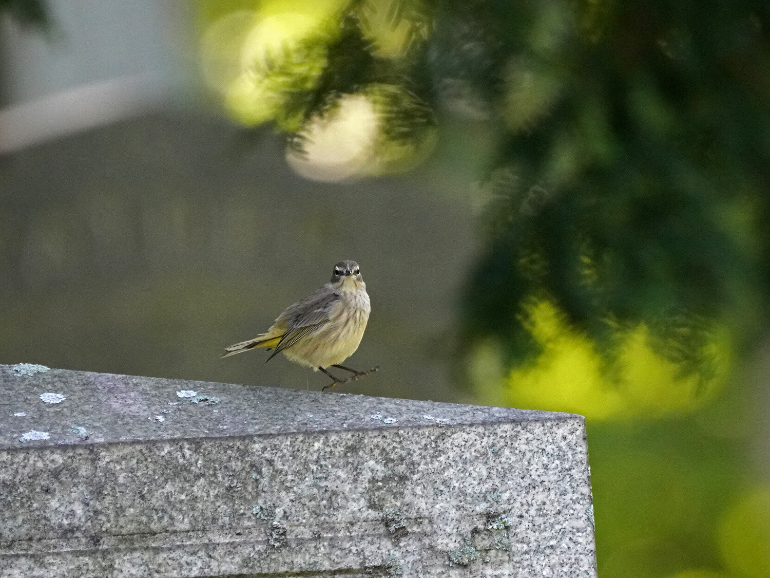 Palm Warbler 1500 9-27-2021 GWC 350P.jpg