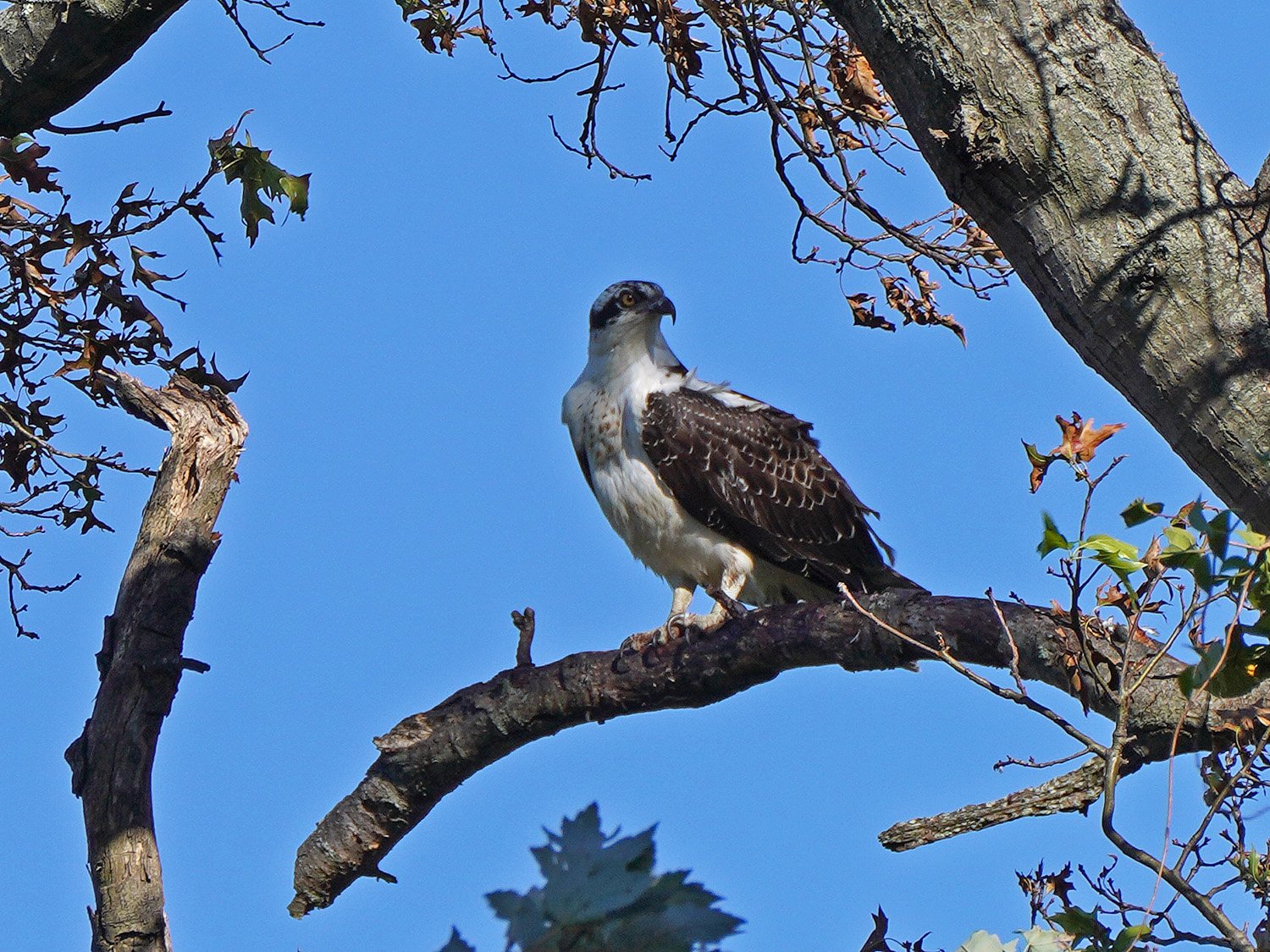 Osprey 1500 10-19-2021 SI 036P.jpg