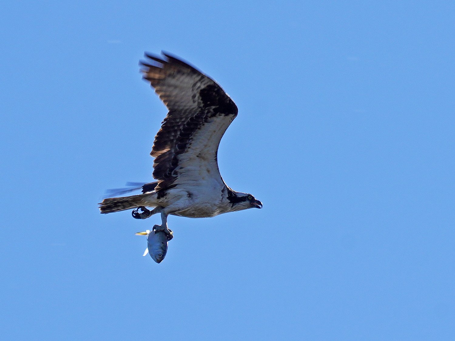 Osprey 1500 10-19-2021 SI 046P.jpg