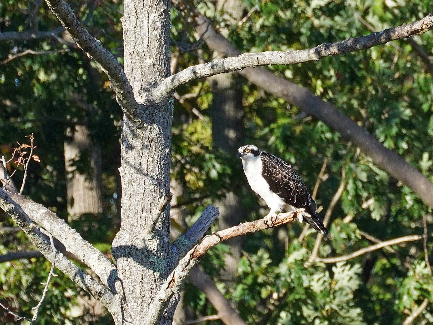 Osprey 1500 10-19-2021 SI 096P.jpg