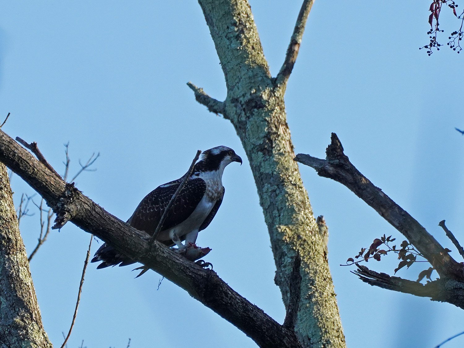 Osprey 1500 10-19-2021 SI 124P.jpg